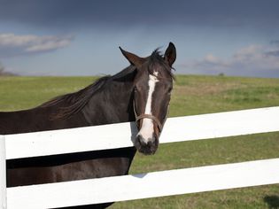 Horse behind a fence