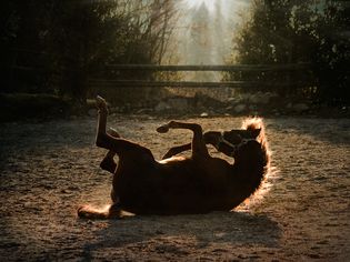 Horse rolling on the ground at the end of the day