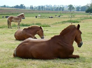 Horses lying in a field
