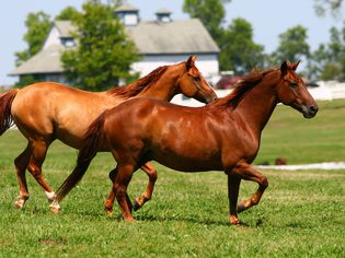 Two brown horses running through a pasture