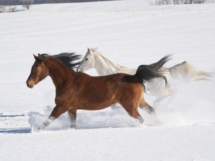 Horses Running Across Snowy Field in Sunlight