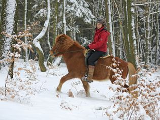 Horsewoman riding an Icelandic horse in the snow, Hagen, North Rhine-Westphalia, Germany, Europe
