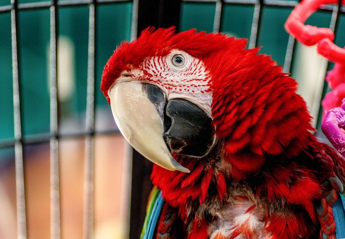 Scarlett macaw parrot with head tilted to side inside a cage