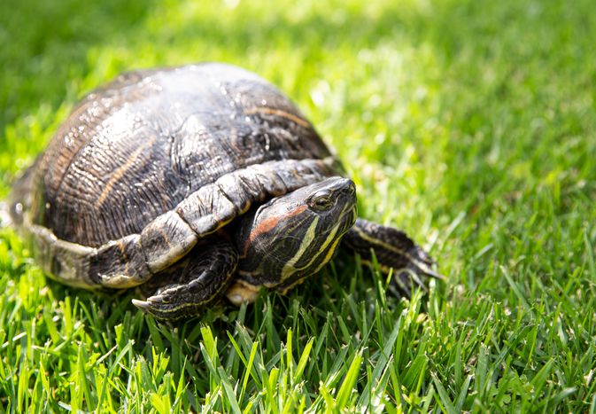 Small turtle with red and yellow stripes walking in grass