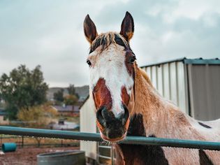Horse with white and brown patches on face looking over metal railing
