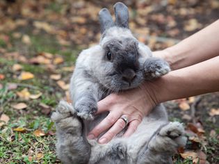 Black and gray rabbit outside and held up by stomach 