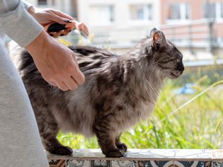 Gray and black cat being brushed with dematting comb