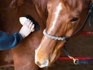 Brown and white horse being groomed with body brush