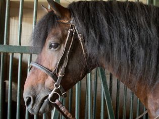 Brown horse with black hair wearing bridle in stable