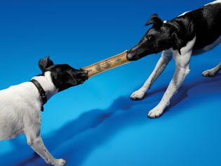 two dogs play tug of war over money