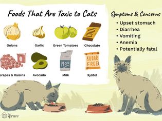 Foods That Are Toxic to Cats