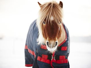 Icelandic horse wearing blanket