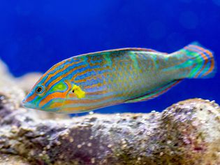 Wrasse fish with green, orange and blue striped scales swimming in tank closeup