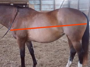 Horse showing line to measure for a good blanket fit.