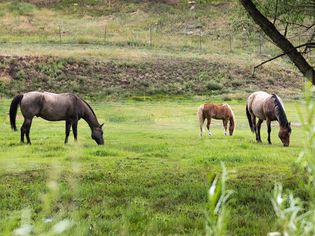 Three horses eating outside from a fenced-in grass pasture
