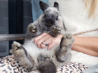 Gray and black rabbit being rubbed on its stomach