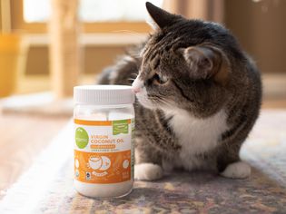 Brown and white cat sniffing jar of coconut oil