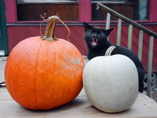 Myths and Superstitions About Black Cats