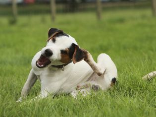 Jack Russell terrier (Canis lupus familiaris) scratching