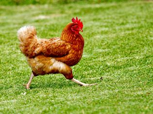 A rooster walking on the grass
