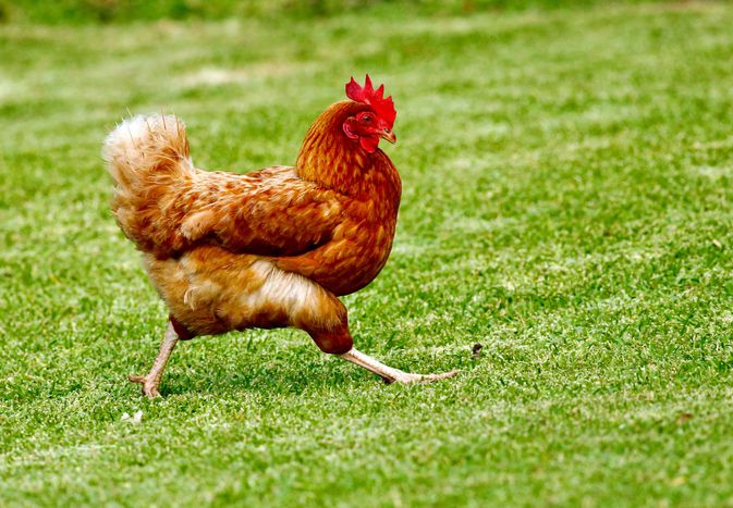 A rooster walking on the grass
