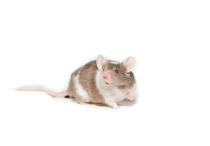 A white and brown rat on a white background