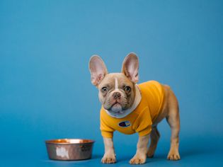 A brown French Bulldog and metal dog bowl on a blue background