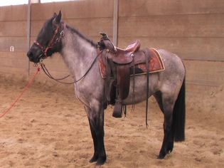 A horse wearing a saddle
