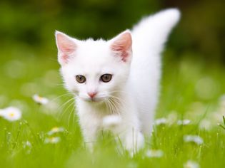 White Kitten on the Grass