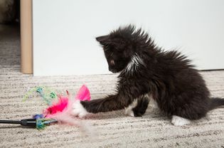 Black and white kitten playing with a feather chase toy