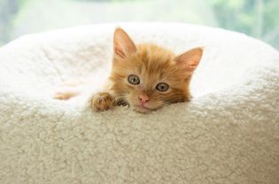 Tan-colored kitten laying in a white round bed