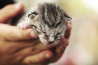 Tiny grey tabby kitten in hands