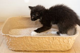 Black kitten with white paws stepping into litter box