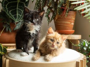 Black and tan kittens standing on cushioned seat next to houseplants