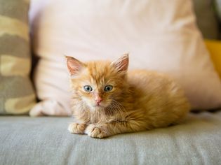 Small kitten with orange and tan fur laying on couch with throw pillows