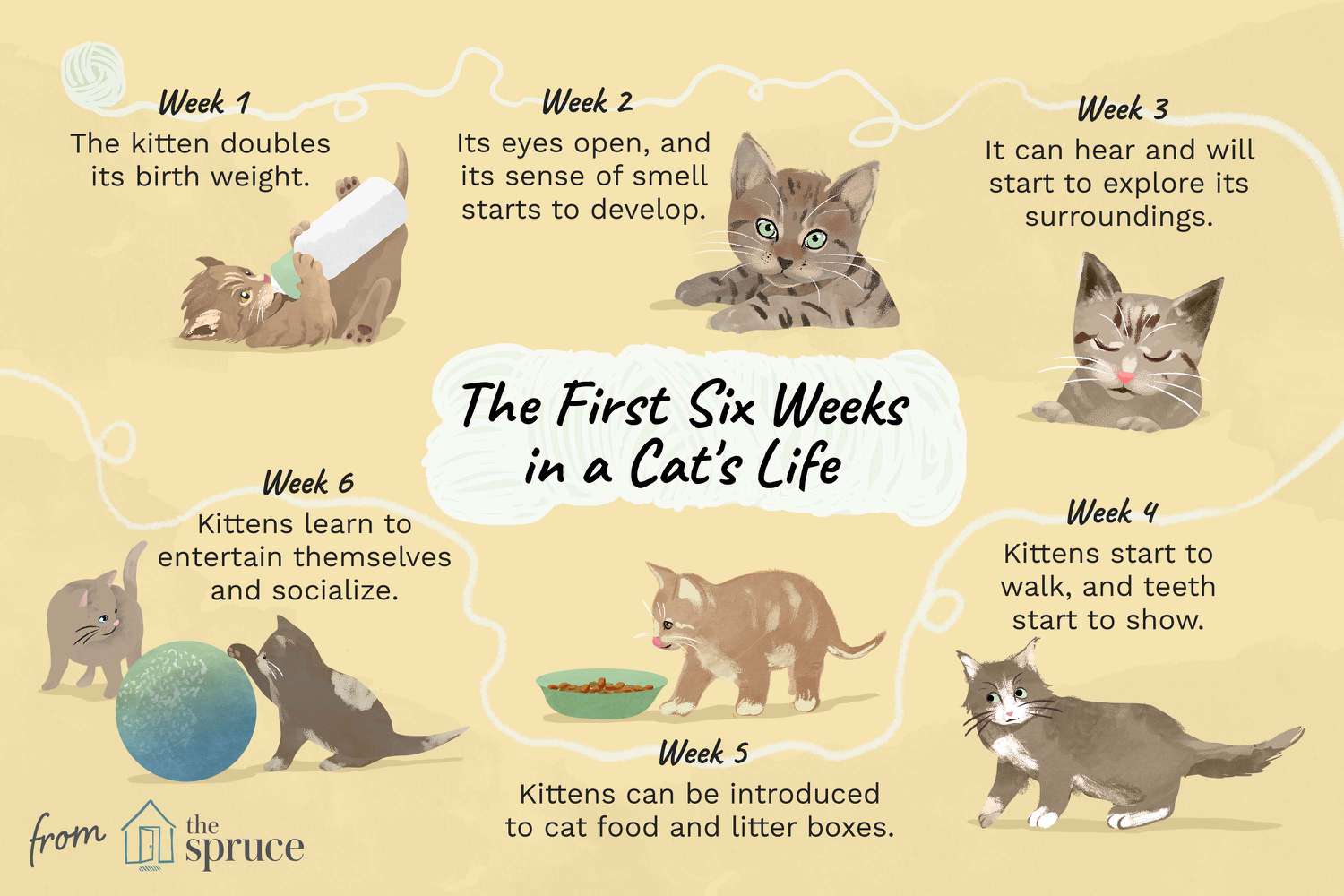The First Six Weeks in a Cat's Life