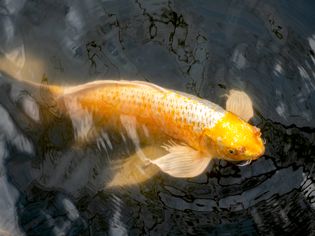 Yellow and white koi fish swimming near water surface