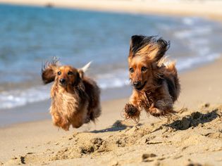 Two brown and black long-haired dogs run on beach
