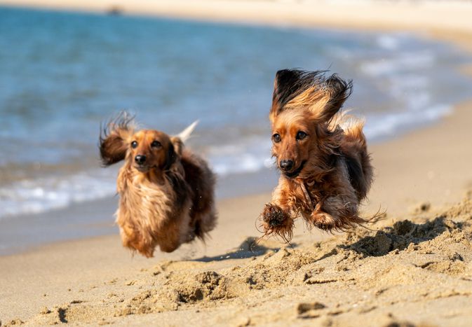 Two brown and black long-haired dogs run on beach