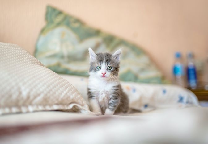 A gray and white kitten sitting on a bed