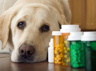 Labrador dog lying next to bottle of pills and medication, close-up