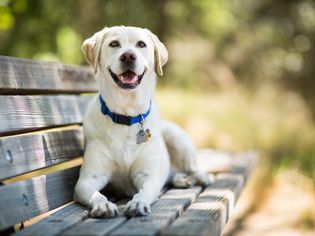 Labrador Retriever Dog Smiling