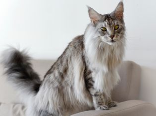Large main coon cat with gray and white fur standing on couch arm rest