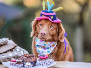 Long-haired brown dog wearing a birthday hat and bib
