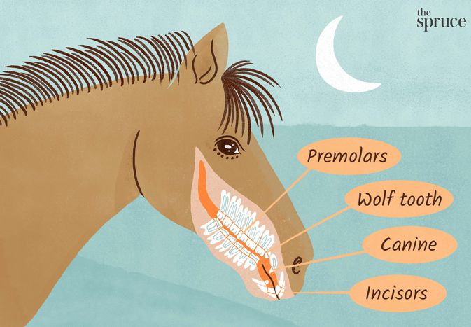 Learn About Your Horse's Teeth