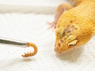 Yellow leopard gecko on white paper towel being fed a grub