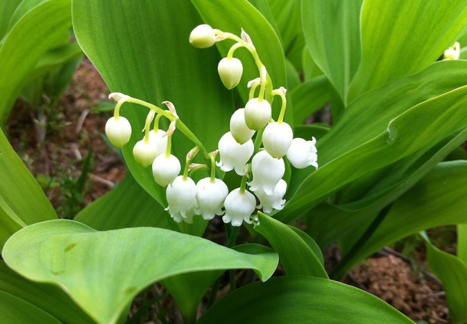 Lily-of-the-valley plant
