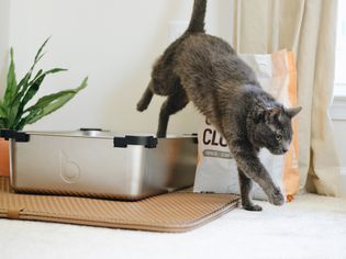 A gray cat jumps out of a robotic litter box