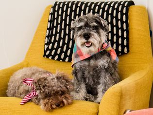 Toy poodle laying on yellow chair next to gray dog while wearing bandanas