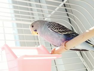 Low Angle View Of Budgerigar In Cage